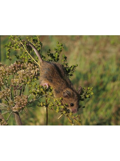 Tier des Monats Mai - die Waldbirkenmaus - Eine kleine Schönheit